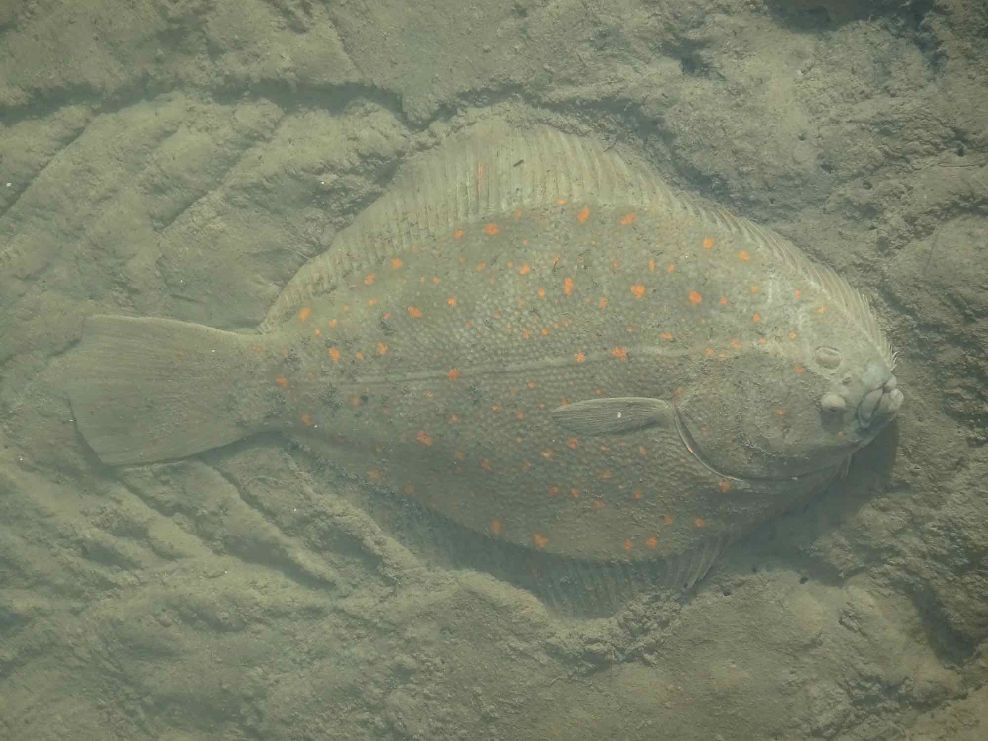 New Zealand native flounder Backyard from Paradise