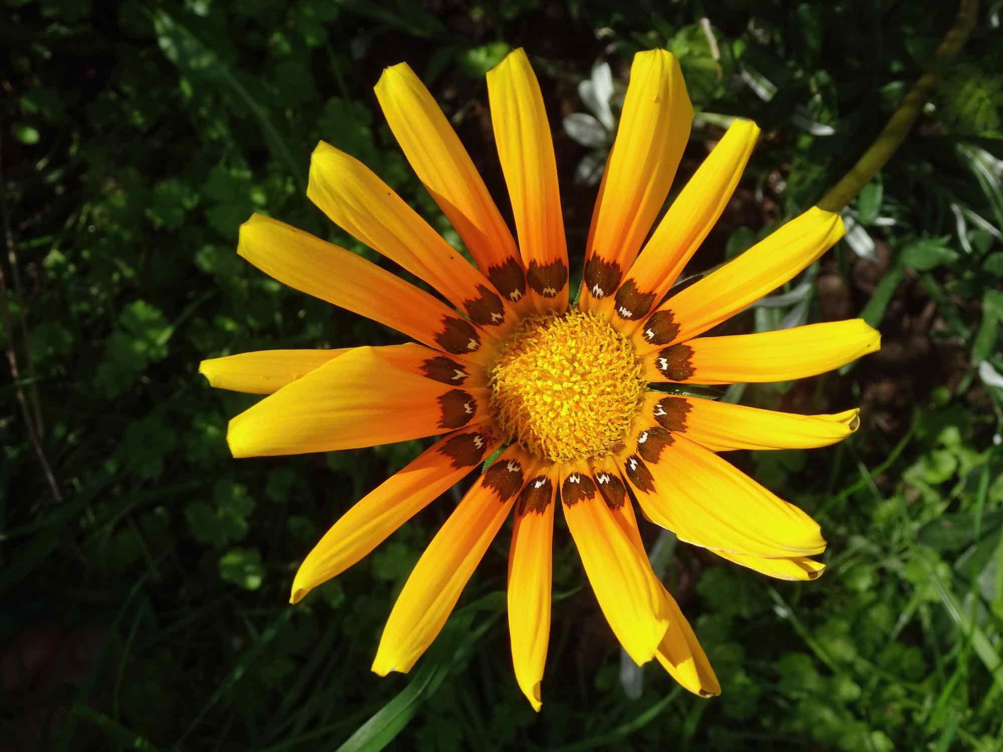 Gazanias Backyard from Paradise