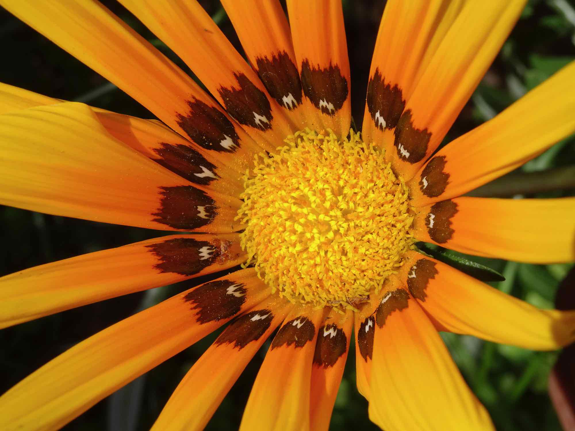 Gazanias Backyard from Paradise